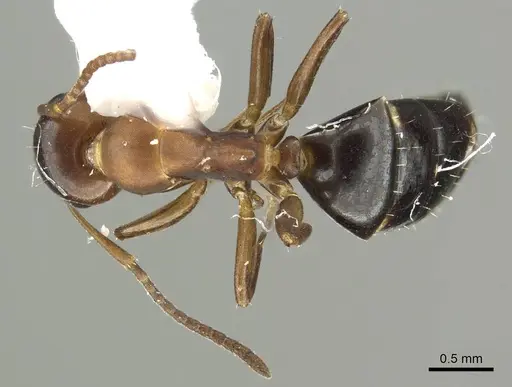 Camponotus mus - CASENT0915778
