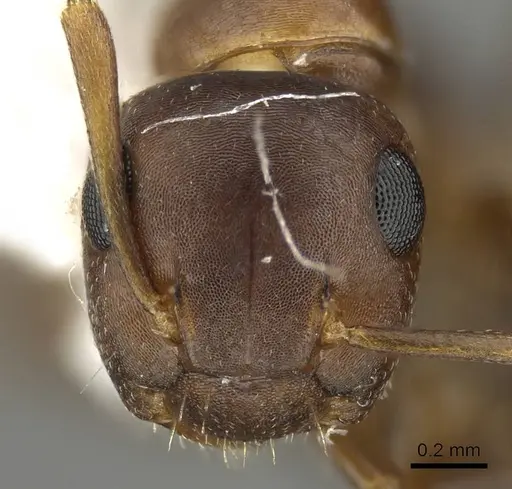 Camponotus mus - CASENT0915778