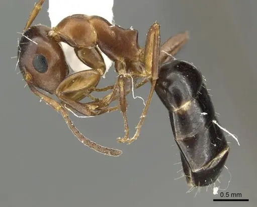 Camponotus mus - CASENT0915778