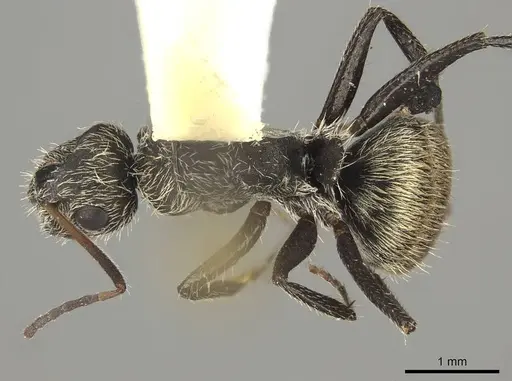 Camponotus mus - CASENT0915789
