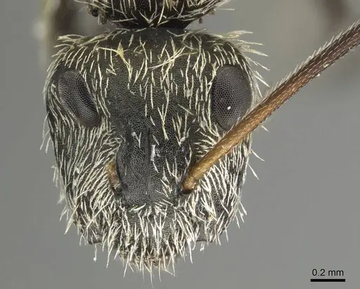Camponotus mus - CASENT0915789