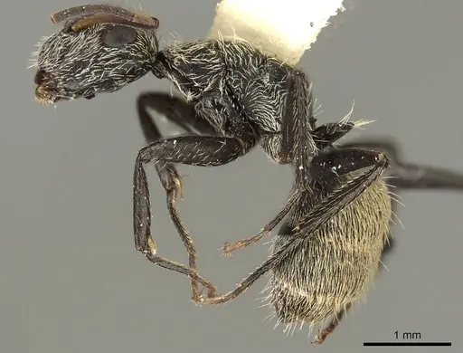 Camponotus mus - CASENT0915789