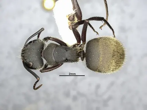 Camponotus mus - CASENT4032238