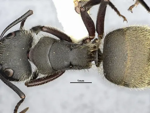 Camponotus mus - CASENT4032238