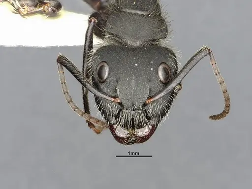 Camponotus mus - CASENT4032238
