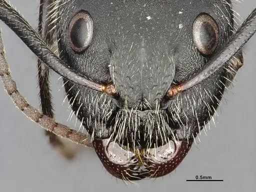 Camponotus mus - CASENT4032238