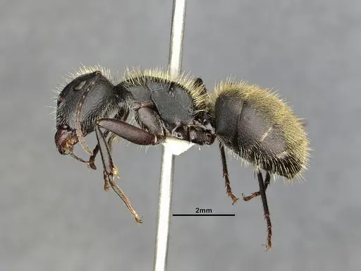 Camponotus mus - CASENT4032238