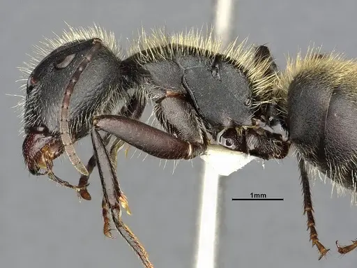 Camponotus mus - CASENT4032238
