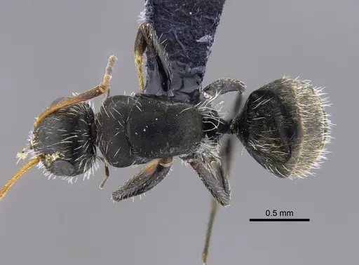 Camponotus mus - CBUMAGENT41818