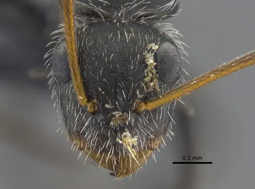 Camponotus mus - CBUMAGENT41818