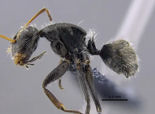 Camponotus mus - CBUMAGENT41818