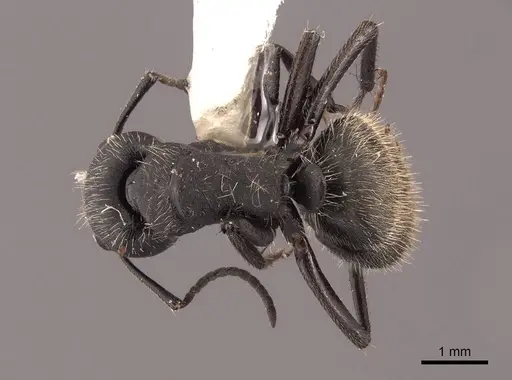 Camponotus mus - FMNHINS0000062975