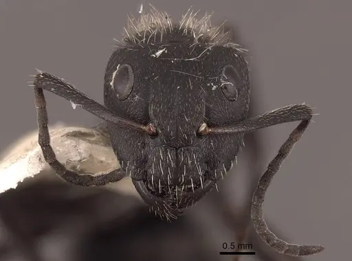 Camponotus mus - FMNHINS0000062975
