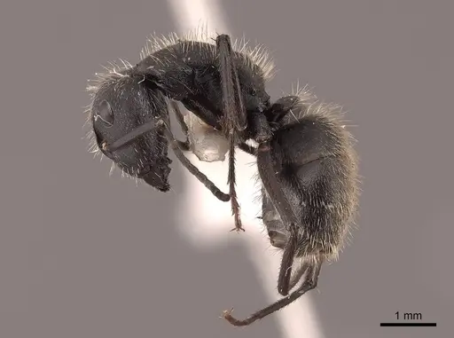 Camponotus mus - FMNHINS0000062975