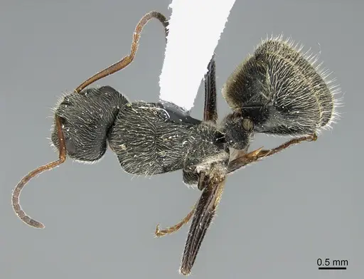 Camponotus mus - UTEPENTO26089
