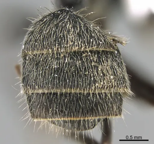 Camponotus mus - UTEPENTO26089