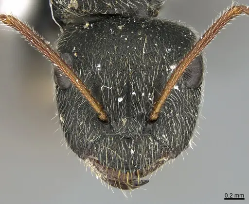 Camponotus mus - UTEPENTO26089