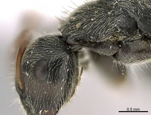 Camponotus mus - UTEPENTO26089