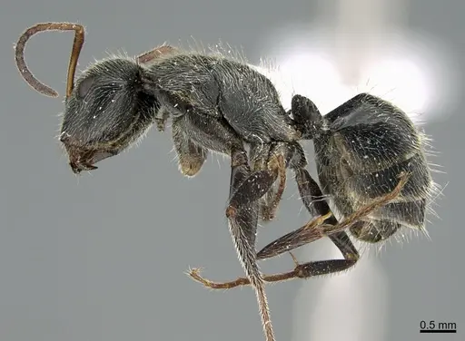 Camponotus mus - UTEPENTO26089