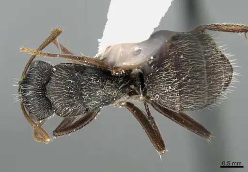 Camponotus mus - UTEPENTO26090