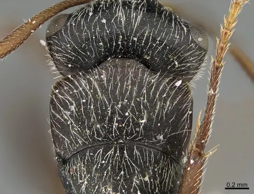 Camponotus mus - UTEPENTO26090