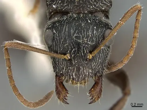 Camponotus mus - UTEPENTO26090