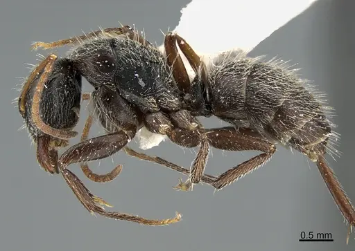 Camponotus mus - UTEPENTO26090