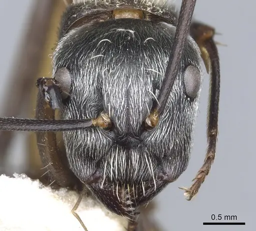 Camponotus mussolinii specimen