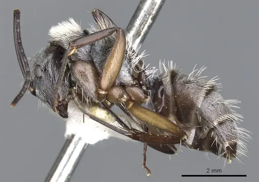 Camponotus mussolinii specimen