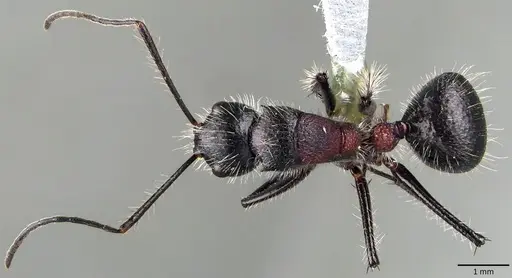 Camponotus mutilarius specimen