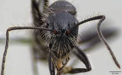 Camponotus mutilarius specimen