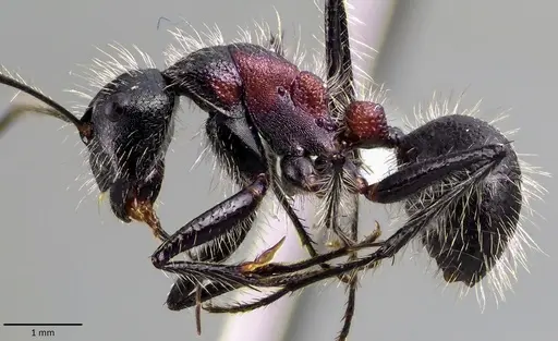 Camponotus mutilarius specimen