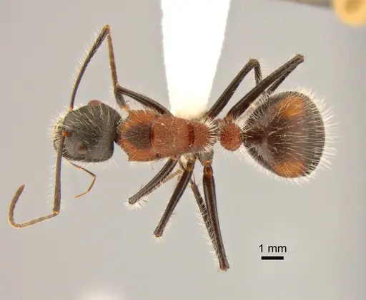 Camponotus mutilarius - CASENT0882205