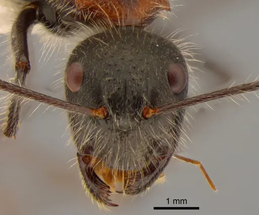Camponotus mutilarius - CASENT0882205