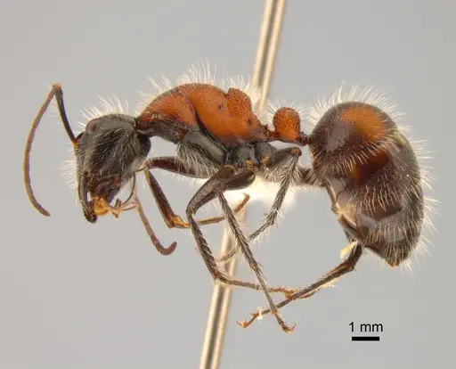 Camponotus mutilarius - CASENT0882205