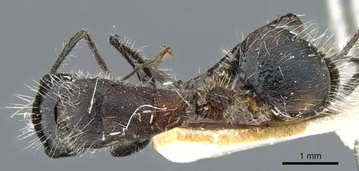 Camponotus mutilarius - CASENT0905414