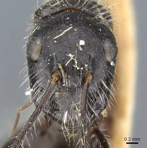 Camponotus mutilarius - CASENT0905414