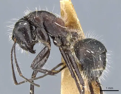 Camponotus mutilarius - CASENT0905414