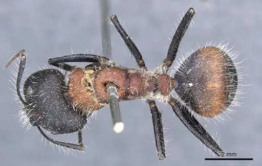 Camponotus mutilarius - CASENT0905806