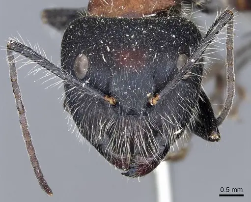 Camponotus mutilarius - CASENT0905806
