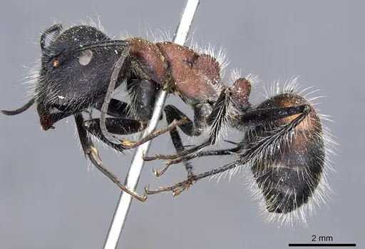 Camponotus mutilarius - CASENT0905806