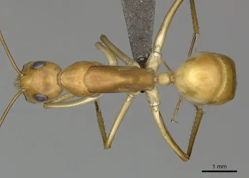 Camponotus mystaceus specimen