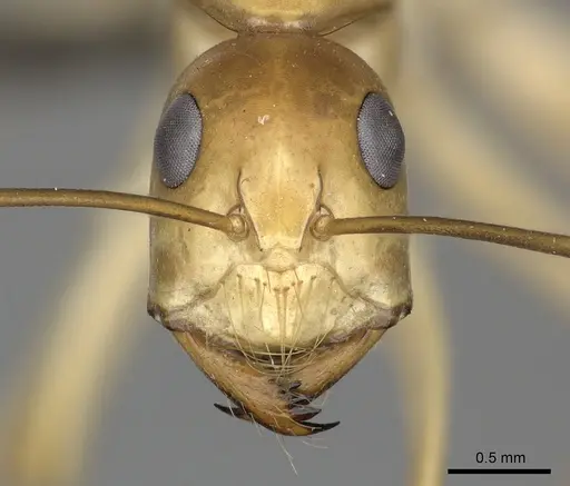 Camponotus mystaceus specimen