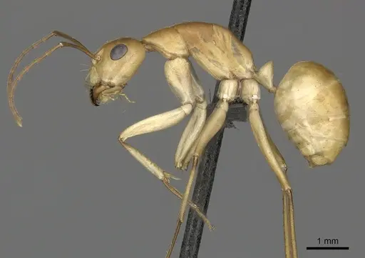 Camponotus mystaceus specimen