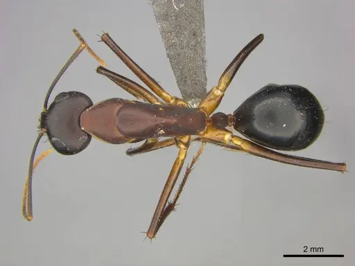 Camponotus mystaceus - CASENT0255693