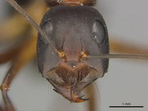 Camponotus mystaceus - CASENT0255693