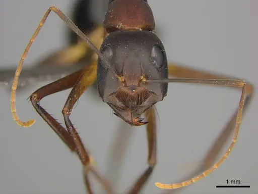 Camponotus mystaceus - CASENT0255693
