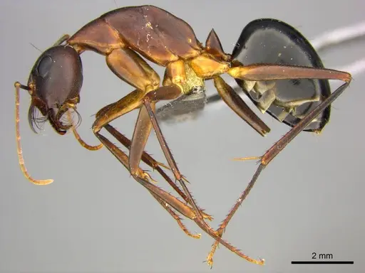 Camponotus mystaceus - CASENT0255693