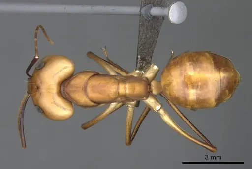 Camponotus mystaceus - CASENT0256206