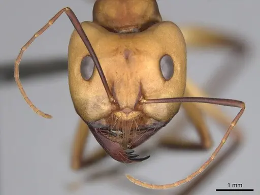 Camponotus mystaceus - CASENT0256206
